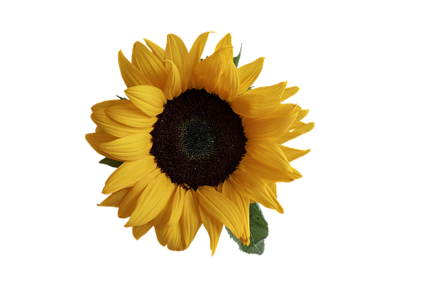 Hucknall Cottage Garden Holders Association